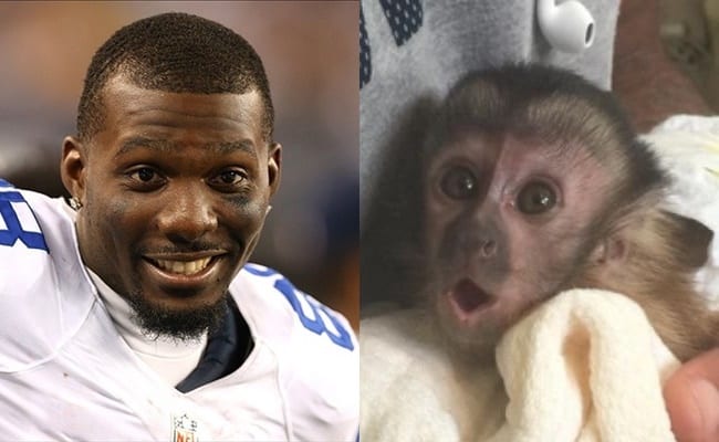 No More Monkeying Around For Dez Bryant